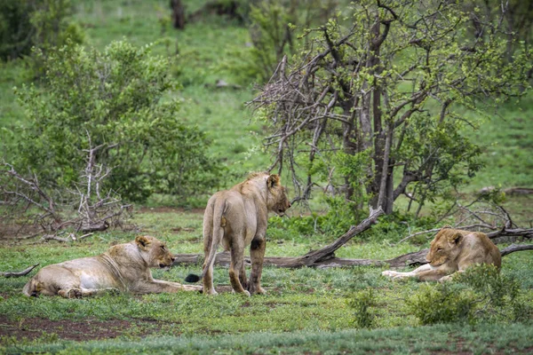 Afrika aslanı Kruger National park, Güney Afrika
