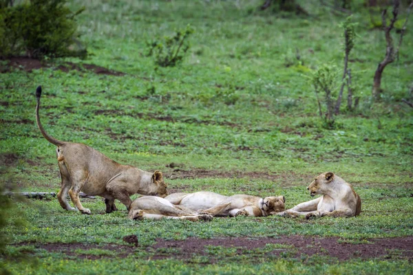 Afrika aslanı Kruger National park, Güney Afrika