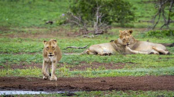 아프리카 사자 남아프리카 공화국 크루 거 국립 공원 — 스톡 사진