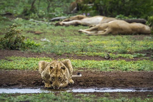 León africano en el Parque Nacional Kruger, Sudáfrica — Foto de Stock