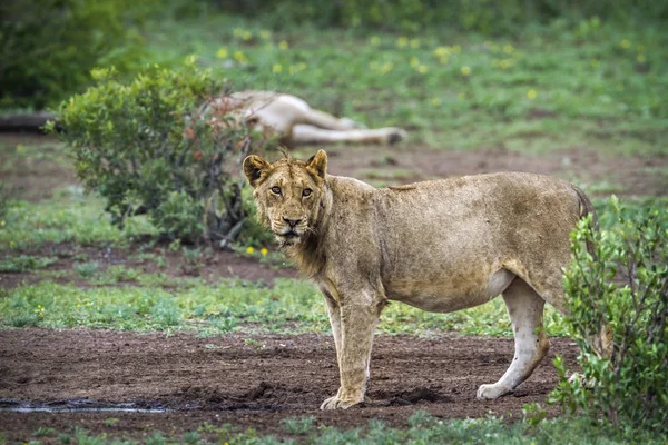 Afrikaanse leeuw in Kruger National park, Zuid-Afrika — Stockfoto