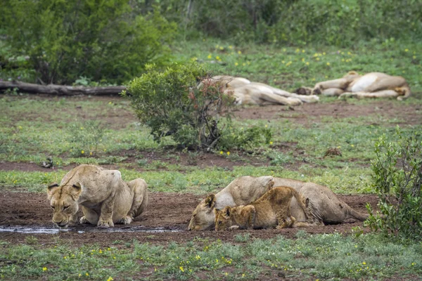 Lion d'Afrique dans le parc national de Kruger, Afrique du Sud — Photo