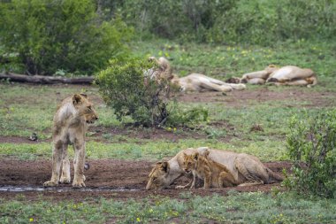 Afrika aslanı Kruger National park, Güney Afrika
