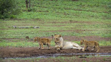 Afrika aslanı Kruger National park, Güney Afrika