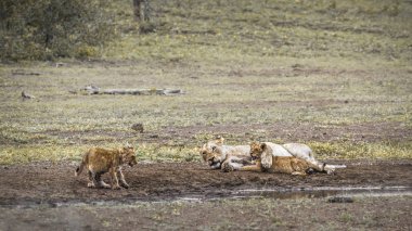 Afrika aslanı Kruger National park, Güney Afrika