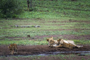 Afrika aslanı Kruger National park, Güney Afrika