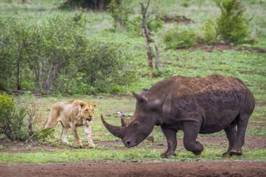 Güney beyaz gergedan ve Afrika aslanı Kruger National park