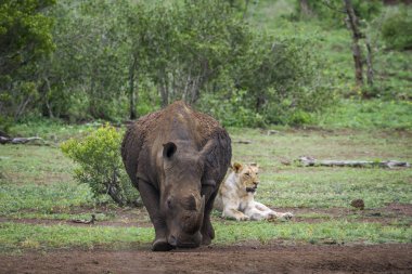 Güney beyaz gergedan ve Kruger ulusal PA Afrika aslanı