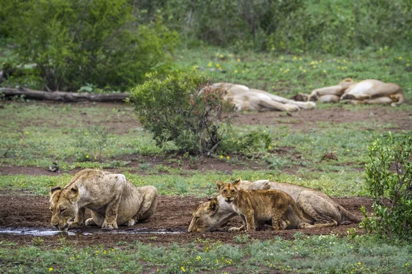 クルーガー国立公園、南アフリカ共和国のアフリカのライオン — ストック写真