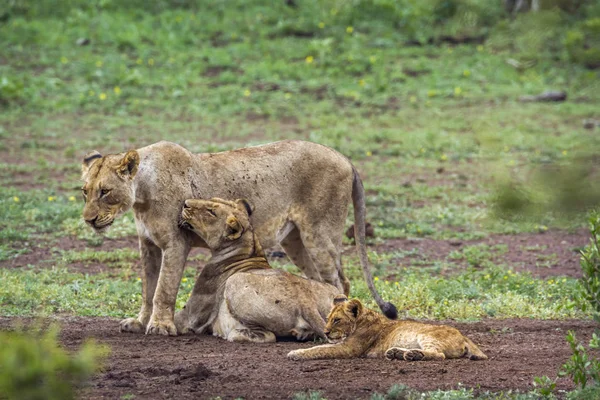 クルーガー国立公園、南アフリカ共和国のアフリカのライオン — ストック写真