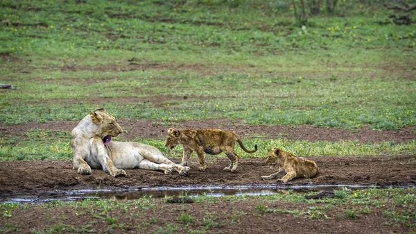 Afrikanischer Löwe im Kruger Nationalpark, Südafrika — Stockfoto