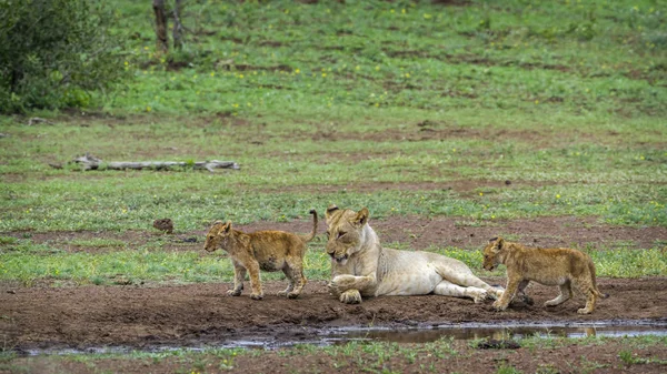 Leão africano no Parque Nacional Kruger, África do Sul — Fotografia de Stock