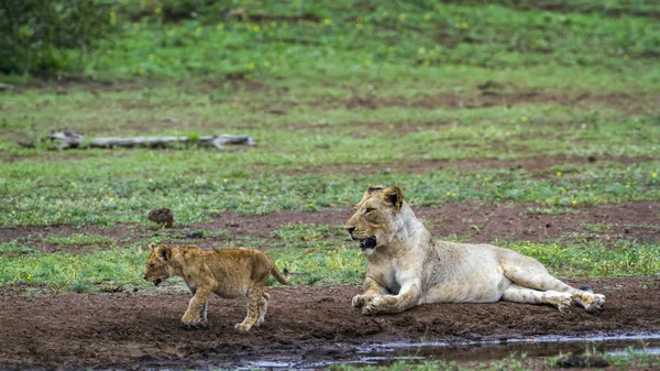 León africano en el Parque Nacional Kruger, Sudáfrica — Foto de Stock