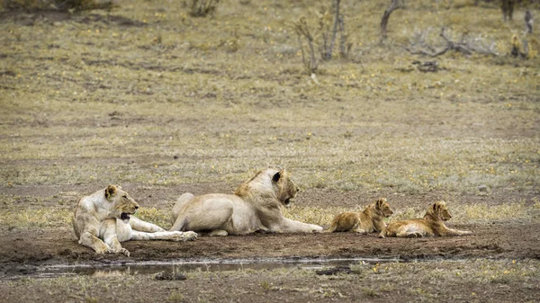 León africano en el Parque Nacional Kruger, Sudáfrica — Foto de Stock