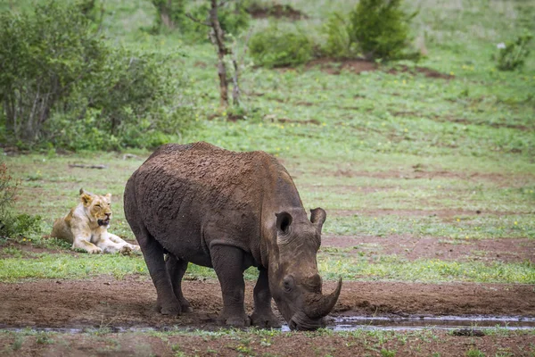 Südliches Breitmaulnashorn und afrikanischer Löwe im kruger Nationalpark — Stockfoto