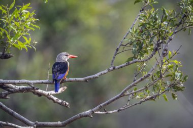 Gri başlı Kingfisher Kruger National park, Güney Afrika