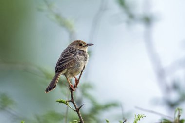 Tıkırtı Cisticola Kruger National park, Güney Afrika