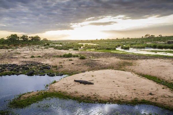 Нільський Крокодил в Національний парк Крюгера, Південно-Африканська Республіка — стокове фото