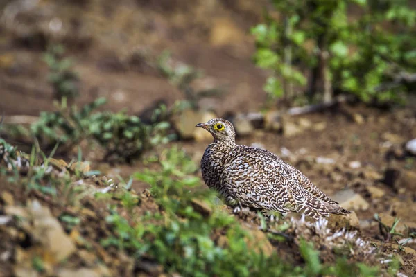 Sandgrouse de doble banda en el Parque Nacional Kruger, Sudáfrica — Foto de Stock