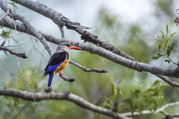 Szary headed Zimorodek w Kruger National park, Afryka Południowa — Zdjęcie stockowe