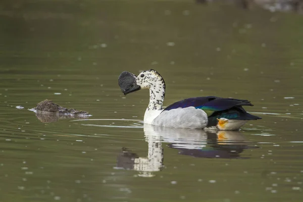 Knob billed duck in Kruger National park, South Africa — Stock Photo, Image