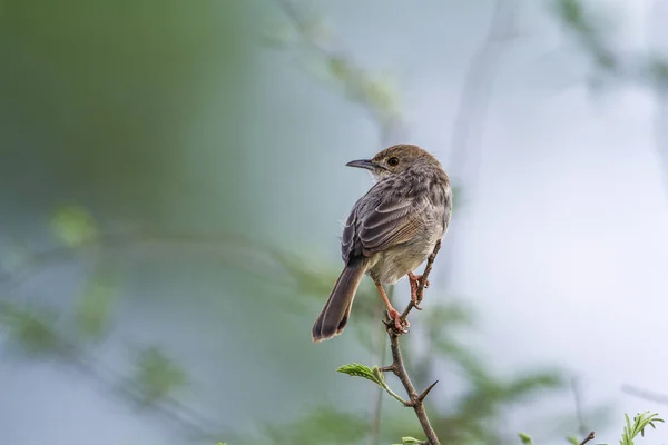 Rattling Cisticola in Kruger National park, South Africa — Stock Photo, Image
