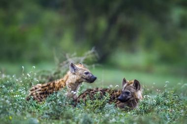 Benekli hyaena Kruger National park, Güney Afrika