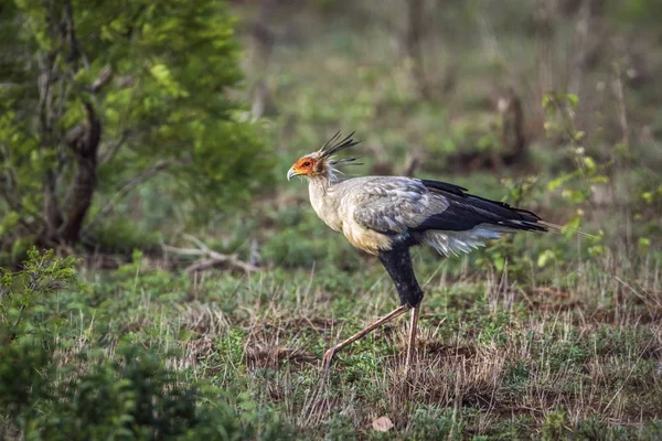 Sekretär vogel im kruger nationalpark, südafrika — Stockfoto