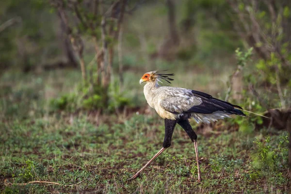 Secretário pássaro no Parque Nacional Kruger, África do Sul — Fotografia de Stock