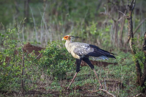 Sekretär vogel im kruger nationalpark, südafrika — Stockfoto