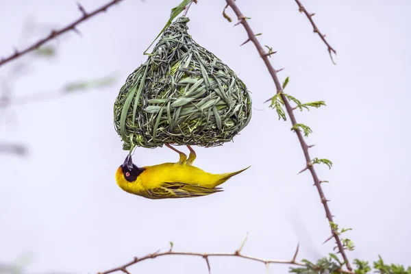 Southern Masked Weaver in Kruger National park, South Africa — Stock Photo, Image