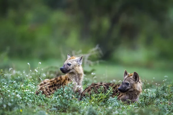 Hiena manchada en el Parque Nacional Kruger, Sudáfrica —  Fotos de Stock