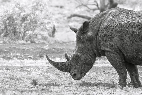 Rinoceronte bianco meridionale nel parco nazionale di Kruger, Sud Africa — Foto Stock