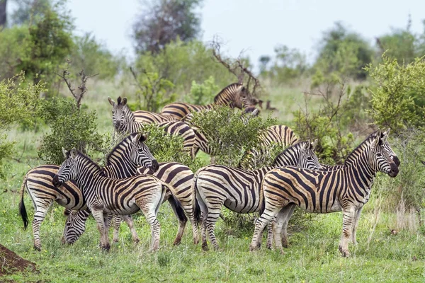 Zebra stepowa w Kruger National park, Afryka Południowa — Zdjęcie stockowe