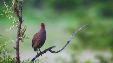 Swainson'ın Spurfowl Kruger National park, Güney Afrika için; Nakit Pternistis swainsonii ailesinin sülüngiller