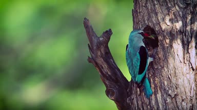 Woodland kingfisher Kruger National park, Güney Afrika için; Nakit Halcyon senegalensis ailesi Alcedinidae