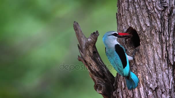 Woodland Kingfisher Kruger National Park Güney Afrika Için Nakit Halcyon — Stok video