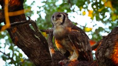 Verreaux'ın kartal baykuş Kruger National park, Güney Afrika için; Nakit Bubo lacteus ailesi Strigidae