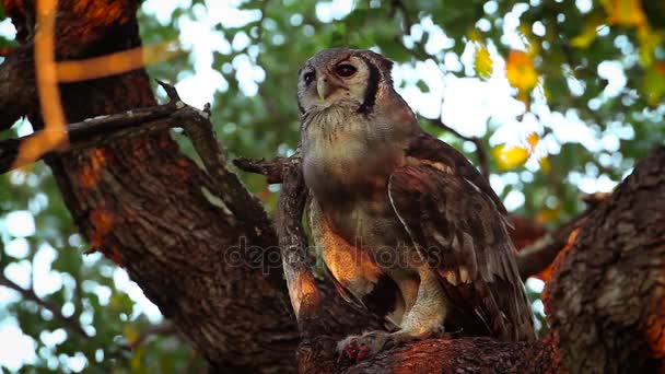 Σίφακα Του Eagle Κουκουβάγια Εθνικό Πάρκο Κρούγκερ Νότια Αφρική Οικογένεια — Αρχείο Βίντεο