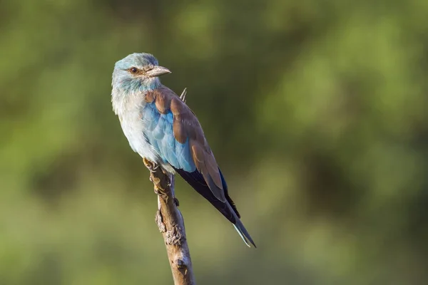 European Roller in Kruger National park, South Africa — Stock Photo, Image