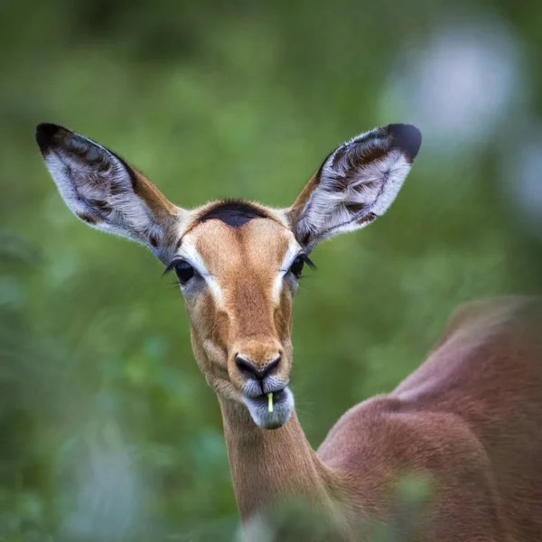 Загальні Impala в Національний парк Крюгера, Південно-Африканська Республіка — стокове фото
