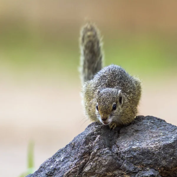 Smith bush eekhoorn in Kruger National park, Zuid-Afrika — Stockfoto