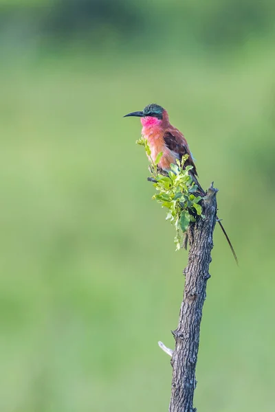 Southern Carmine Bee-eater in Kruger National park, South Africa — Stock Photo, Image