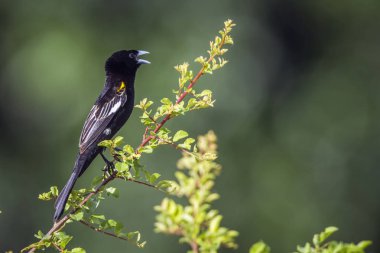 Beyaz kanatlı Widowbird Kruger National park, Güney Afrika
