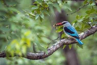 Woodland kingfisher Kruger National park, Güney Afrika