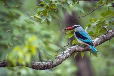 Woodland kingfisher in Kruger National park, South Africa clipart