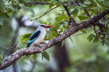Woodland kingfisher Kruger National park, Güney Afrika