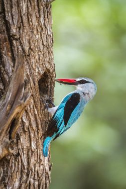 Woodland kingfisher Kruger National park, Güney Afrika