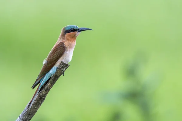 Zuidelijke Carmine bijeneter in Kruger National park, Zuid-Afrika — Stockfoto