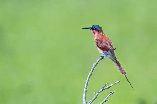 Southern Carmine Bee-eater in Kruger National park, South Africa — Stock Photo, Image